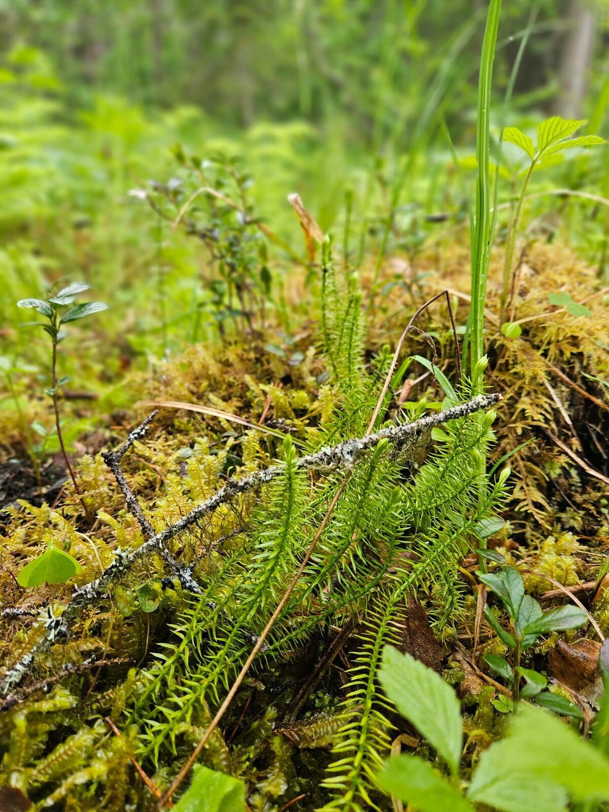 Moos, kleine Pflanzen und Zweige auf dem Waldboden als Symbol für entdeckendes Lernen im Wald.